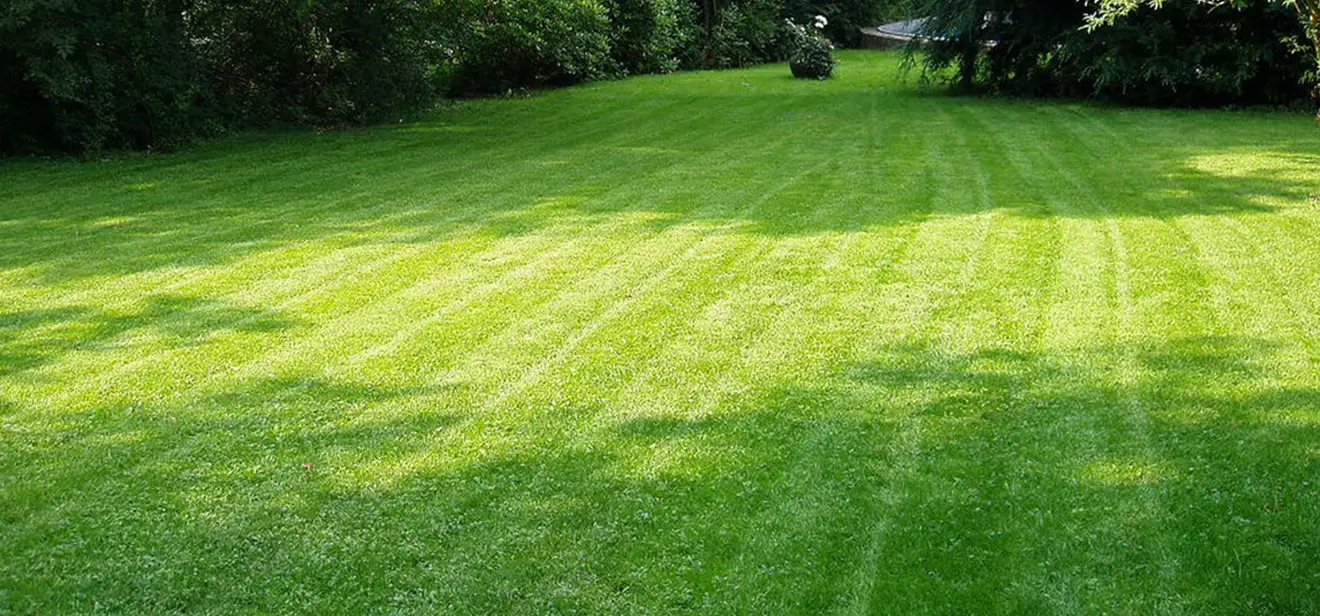 ￼Green Lawn