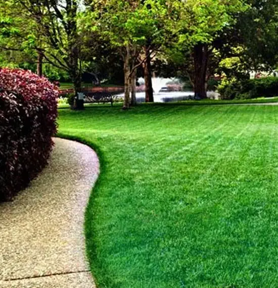 Green Lawn